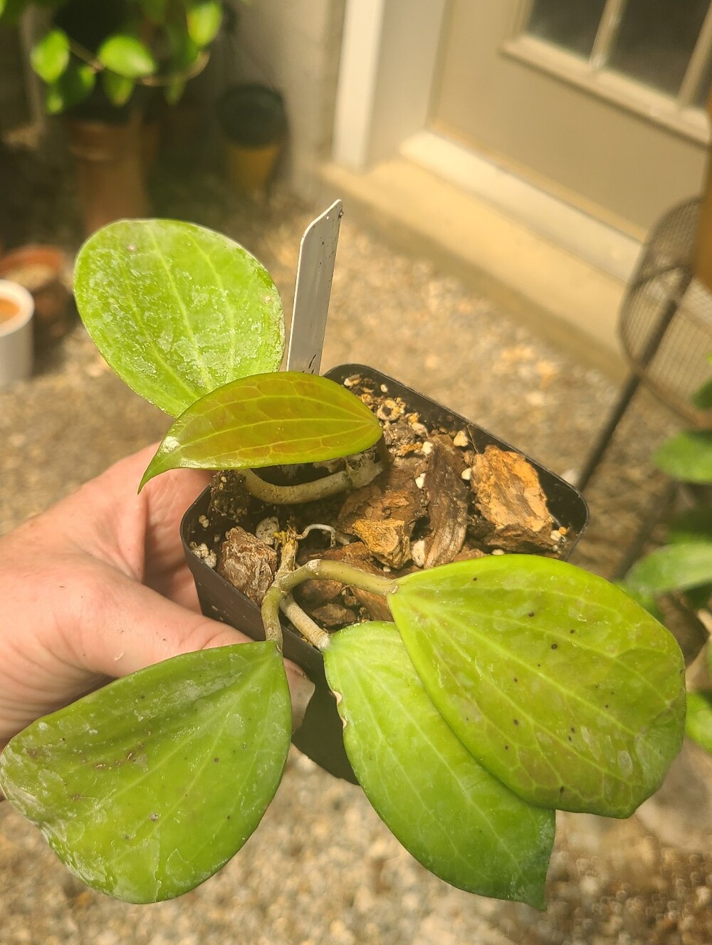 Hoya Merrilii With New Growth Emerging